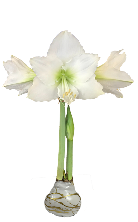 White Flower Gold Lacquer Splatter Base With 36+18 Bulbs