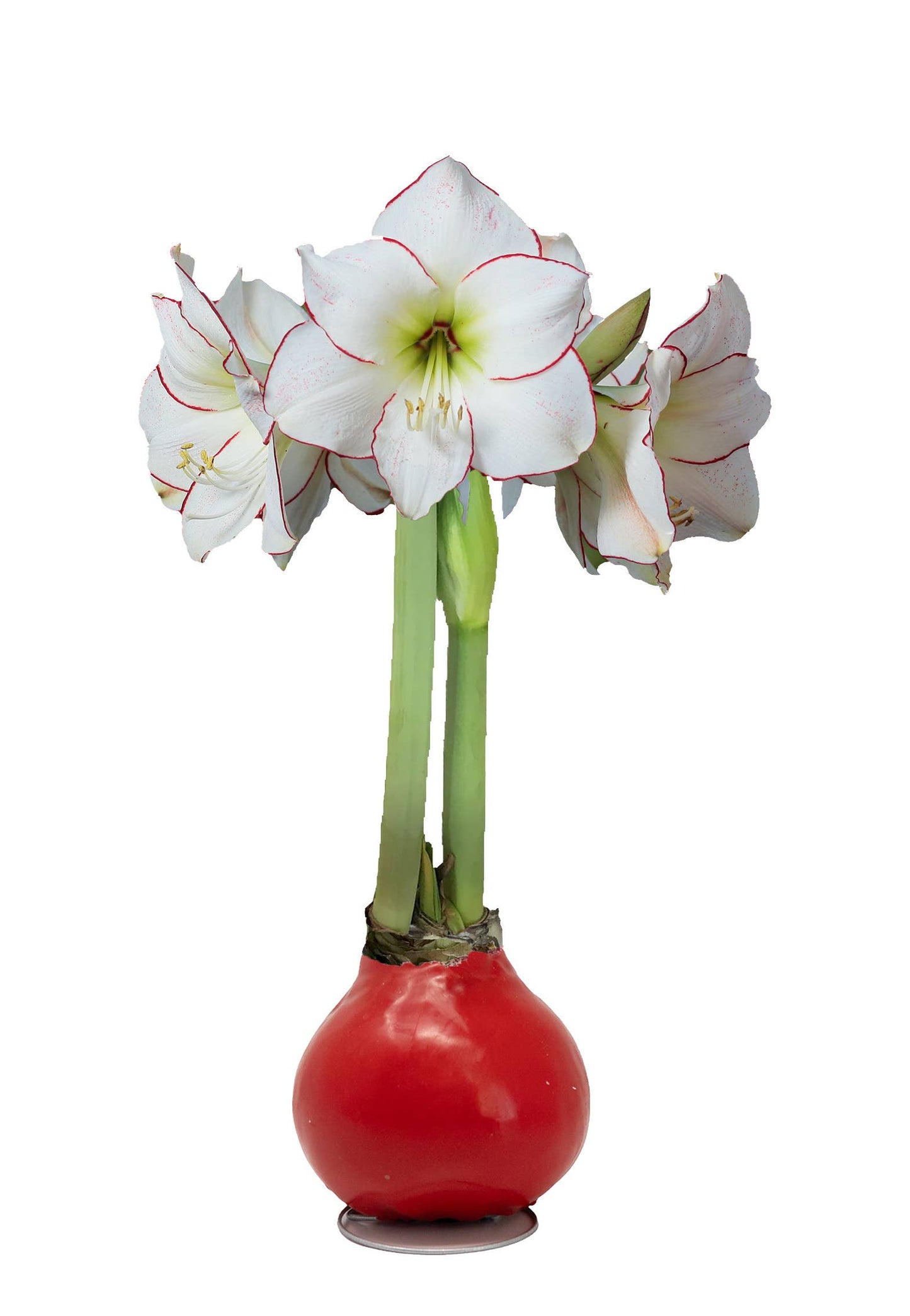 Picasso Red Wax Base 32+ 18 Bulbs/Case