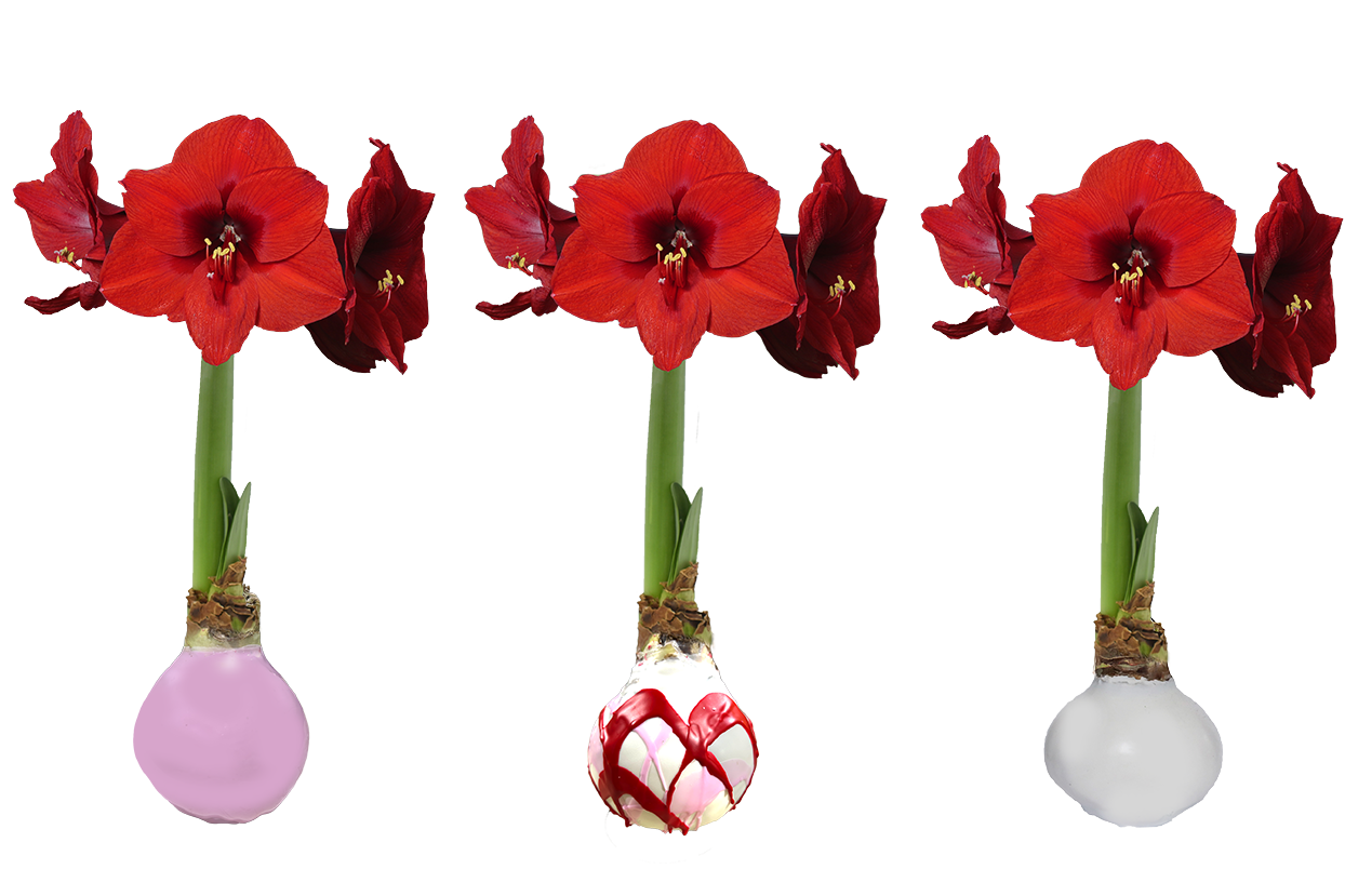 Valentines Mixed Crate 18 Bulbs/Case