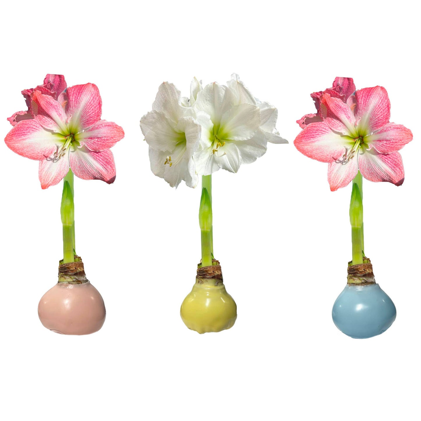 Pastel Trio Mixed Wax Crate 34+ 18 Bulbs/Crate
