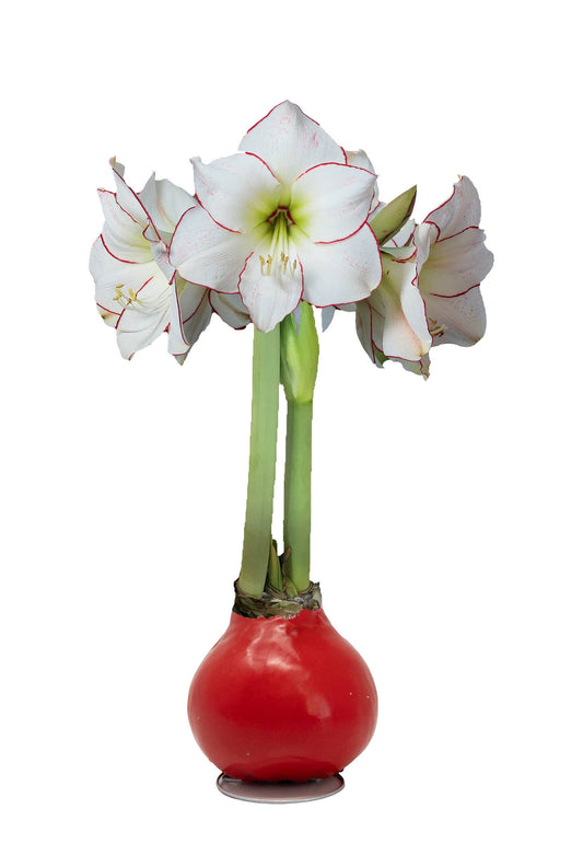 Picasso Red Wax Base 32+ 18 Bulbs/Case