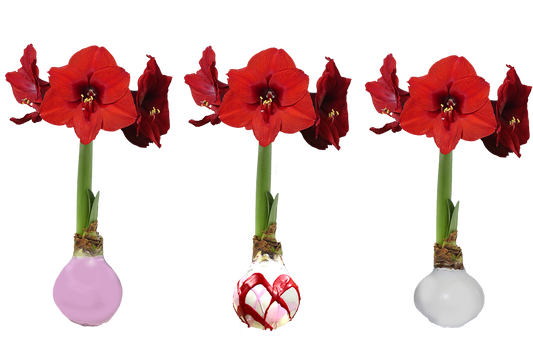 Valentines Mixed Crate 18 Bulbs/Case